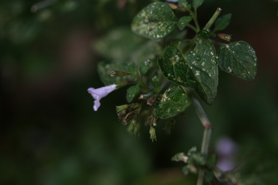 Calamintha nepeta